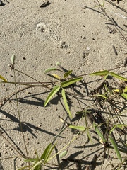 Strophostyles leiosperma