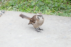 Mimus longicaudatus