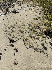 Strophostyles leiosperma