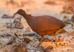 Crypturellus cinereus