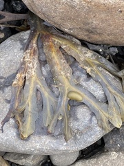 Fucus