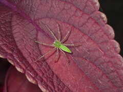 Peucetia viridans