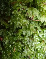 Symphyogyna hymenophyllum