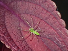 Peucetia viridans