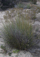 Ecdeiocolea monostachya