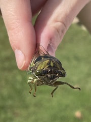 Neotibicen tibicen australis