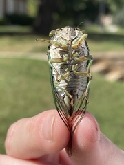 Neotibicen tibicen australis