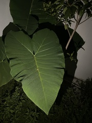 Xanthosoma