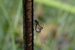 Sympetrum darwinianum