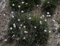 Borya sphaerocephala