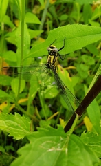 Gomphurus