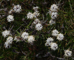 Borya sphaerocephala