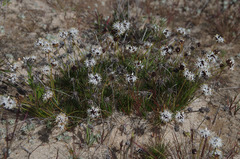 Borya sphaerocephala