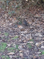 Turdus merula merula