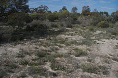 Borya sphaerocephala