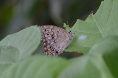 Neope goschkevitschii