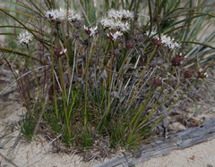 Borya sphaerocephala