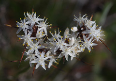 Borya sphaerocephala