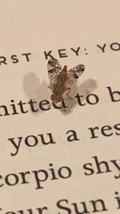 Neotephritis finalis