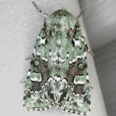 Lacinipolia laudabilis