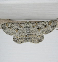 Iridopsis defectaria