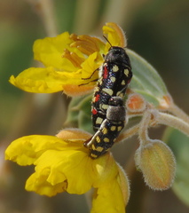 Acmaeodera gibbula