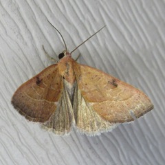 Galgula partita