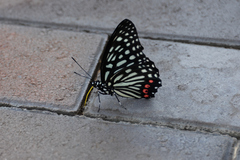 Hestina assimilis assimilis