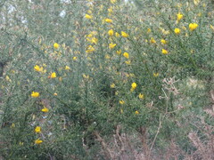 Ulex europaeus