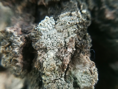 Lecanora horiza image