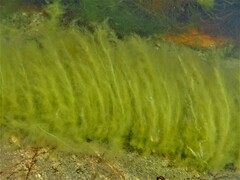 Cladophora glomerata