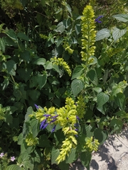 Salvia mexicana