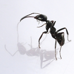 Formica fusca