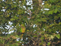 Eupsittula nana