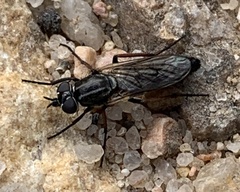 Ozodiceromyia
