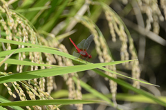 Crocothemis servilia mariannae