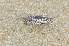 Cicindela hirticollis