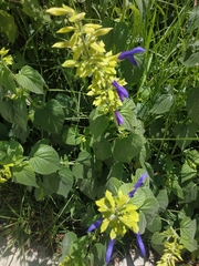 Salvia mexicana