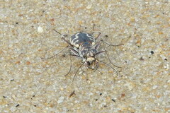 Cicindela hirticollis