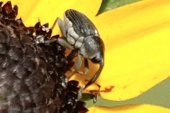 Odontocorynus umbellae