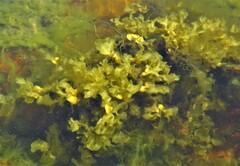 Fucus vesiculosus