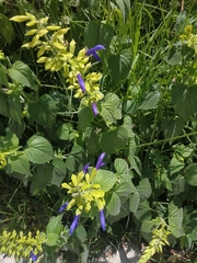 Salvia mexicana