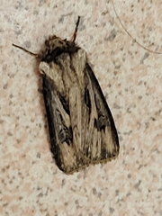 Agrotis venerabilis