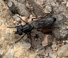 Ozodiceromyia