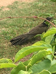 Centropus phasianinus