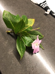 Impatiens sodenii