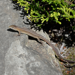 Takydromus tachydromoides