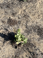 Heterotheca grandiflora