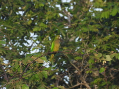 Eupsittula nana