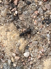 Ozodiceromyia